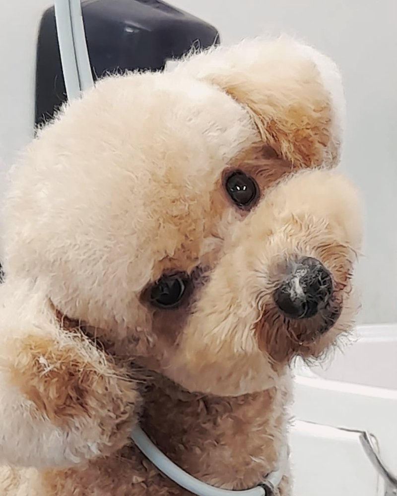 Perro durante el baño en ZAUNK, dermopeluquería en Berriozar