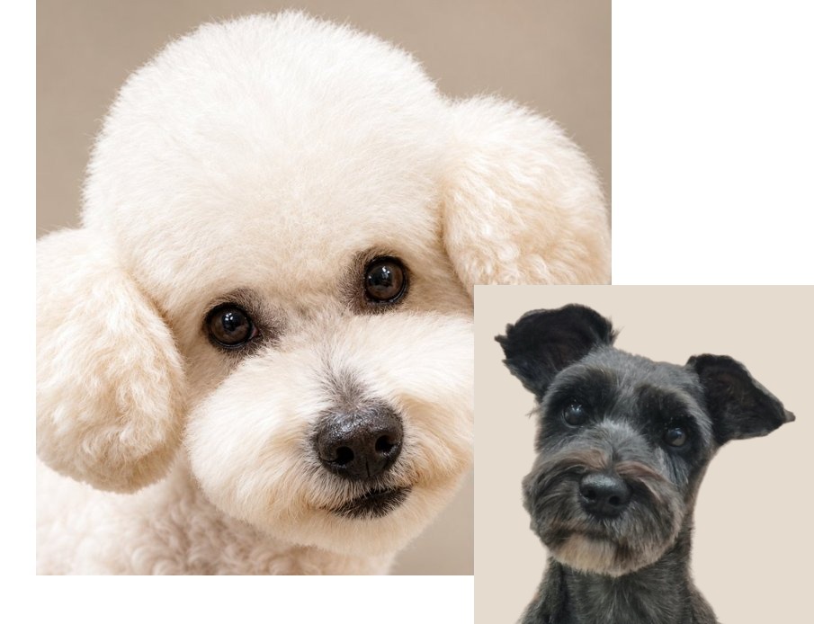 Caniche blanco y schnauzer arreglados en ZAUNK, peluquería canina en Berriozar