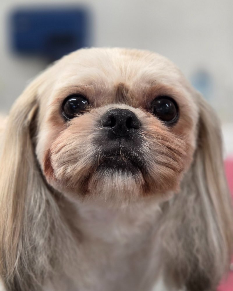 Shih tzu recién arreglado en la peluquería canina ZAUNK
